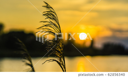 Close up blurred defocused glowing grass against sunlight shortly before sunset. Close up blurred defocused glowing grass against sunlight shortly before sunset. 62856340
