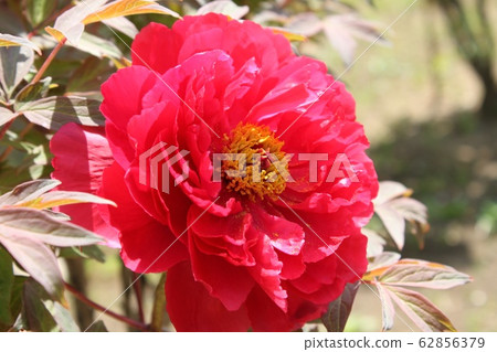 Peony 62856379