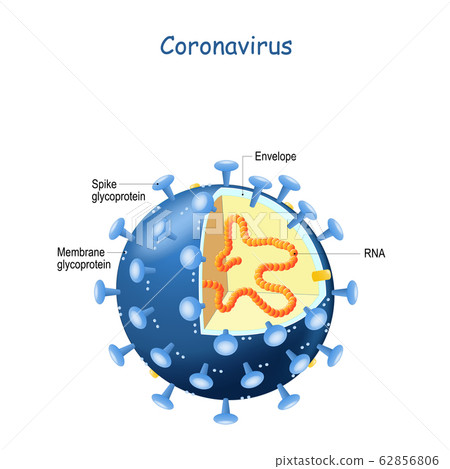 Corona Virus. cross section of virion of 62856806