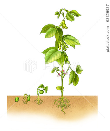 Refinement of Soybean Growth Process 62856927