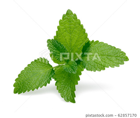 Fresh lemon balm or melissa isolated on white Fresh lemon balm or melissa isolated on white 62857170