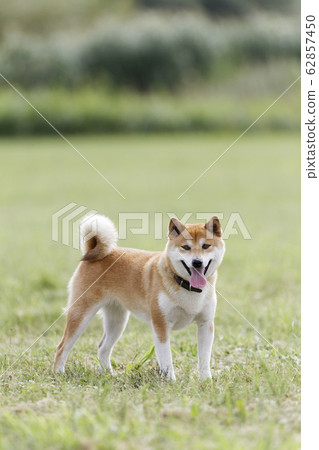 Shiba Inu sticking out his tongue 62857450