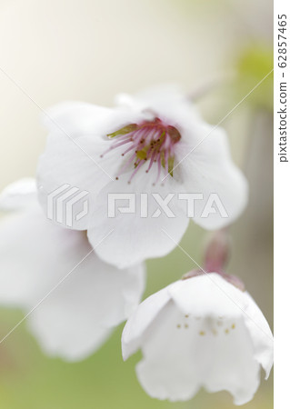 Yoshino cherry blossoms 62857465