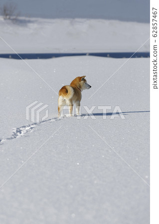 Winter landscape with Shiba Inu Winter landscape with Shiba Inu 62857467