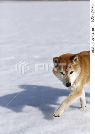 柴犬踩陰影 柴犬踩陰影 62857476