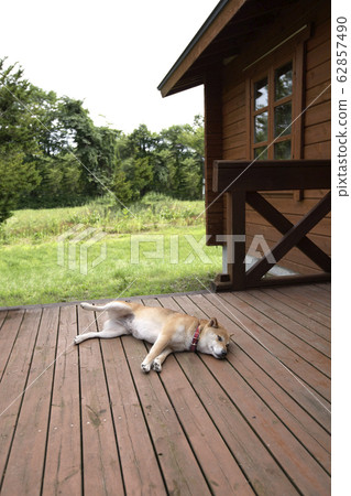 Shiba Inu 62857490