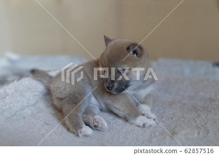 Shiba Inu baby 62857516