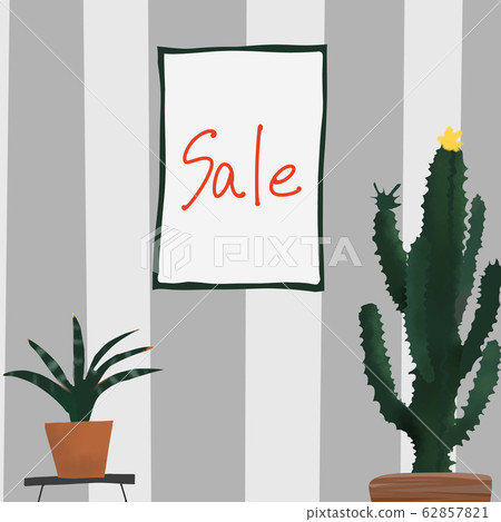 Sansevieria cactus SALE houseplant Sansevieria cactus SALE houseplant 62857821