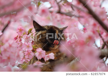 Kawazu Sakura and cat Kawazu Sakura and cat 62857874
