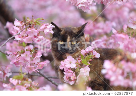 川津櫻和貓 62857877