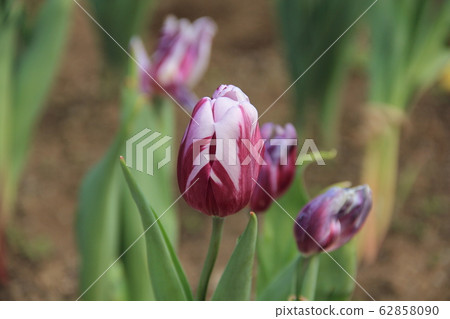 Tulip 62858090