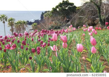 Tulip field Tulip field 62858091