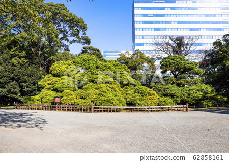[Tokyo] Hamarikyu Gardens with autumn leaves 300-year-old pine 62858161