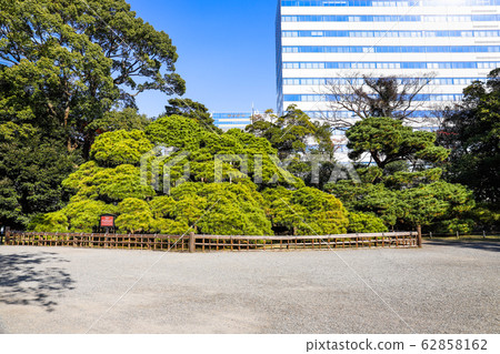 [東京]秋葉有300年曆史的松樹濱町花園 62858162