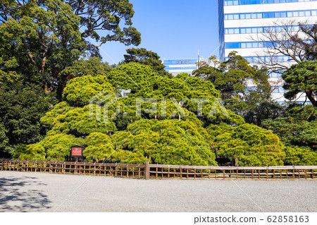[東京]秋葉有300年曆史的松樹濱町花園 62858163