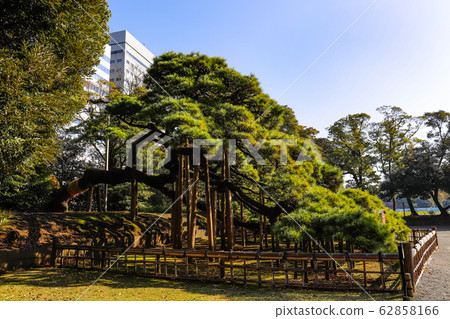 [東京]秋葉有300年曆史的松樹濱町花園 62858166