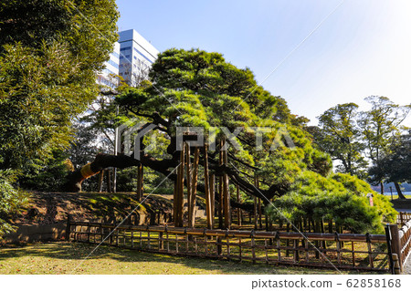 [東京]秋葉有300年曆史的松樹濱町花園 62858168