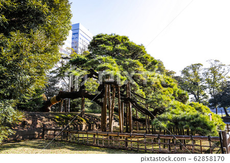 [東京]秋葉有300年曆史的松樹濱町花園 62858170