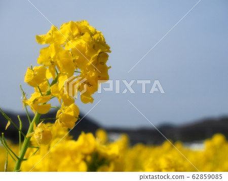 Rape blossoms 62859085