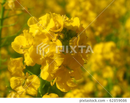 Rape blossoms 62859086