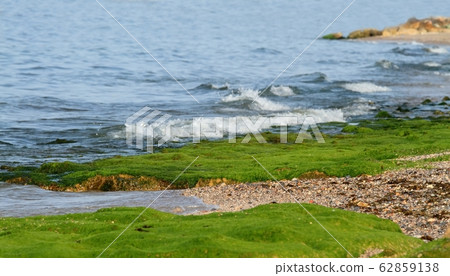 Green marine alga on the rock Green marine alga on the rock 62859138