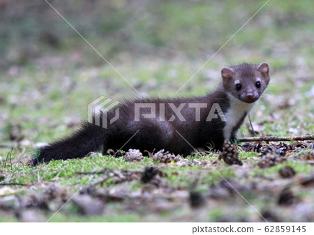 Young Marten beech, lat. Martes foina Young Marten beech, lat. Martes foina 62859145