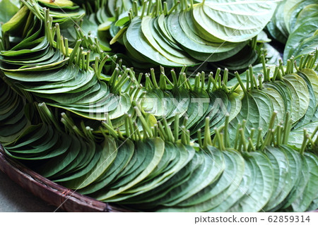 Packs of fresh green Betel leafs arrange on Rattan Packs of fresh green Betel leafs arrange on Rattan 62859314