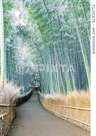 Bamboo forest snow scene-Arashiyama Bamboo forest snow scene-Arashiyama 62859752
