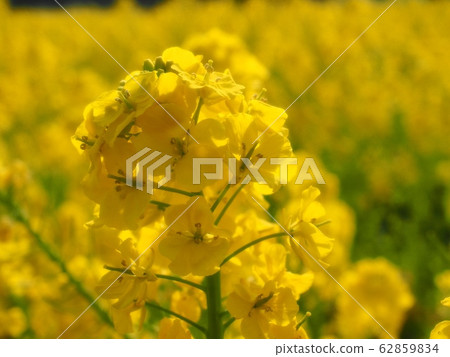 強姦開花 62859834