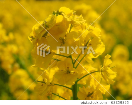 強姦開花 62859835