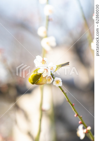 Osaka Castle Bairin White-eye Osaka Castle Bairin White-eye 62860030