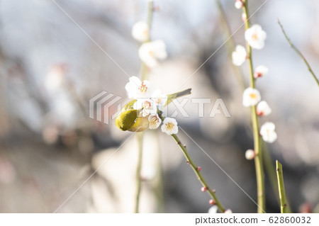 Osaka Castle Bairin White-eye Osaka Castle Bairin White-eye 62860032