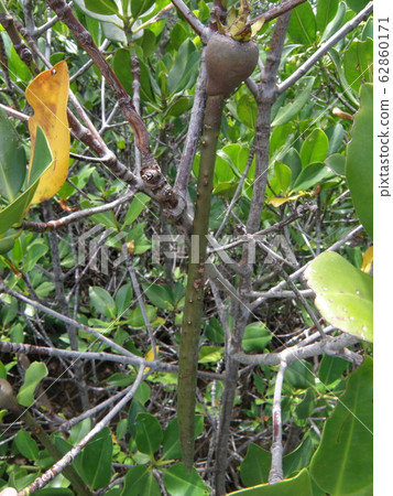 [Okinawa Obama Island] Mangrove Ohirugi Seeds 62860171