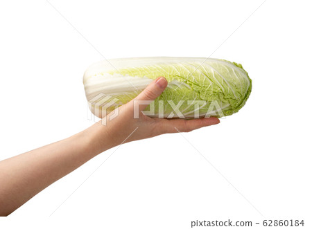 Whole Chinese Cabbage, Napa Cabbage or Wombok 62860184