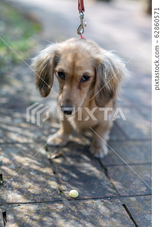 Kaninchen Dachshund @ Dachs Kaninchen Dachshund @ Dachs 62860571
