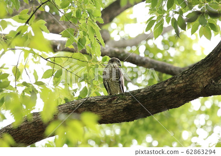 Tsumi perching on a tree Tsumi perching on a tree 62863294