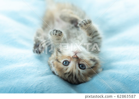 Cute kitten in home 62863587