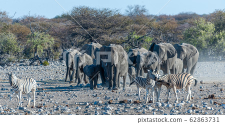 A herd of African Elephants approaching a waterhole in Etosha A herd of African Elephants approaching a waterhole in Etosha 62863731