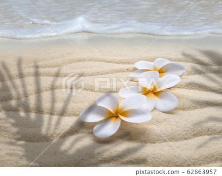 Three tiare flowers on the beach in the palm Three tiare flowers on the beach in the palm 62863957