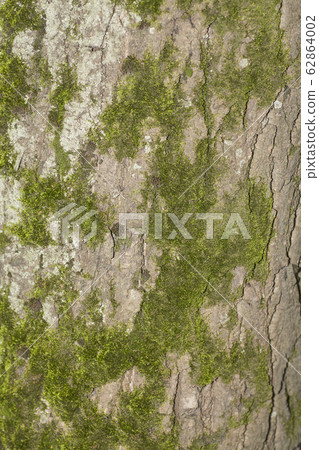Old wood tree background or texture. 62864002