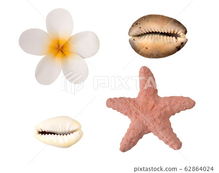 Tiare flower, starfish and shells isolated on 62864024