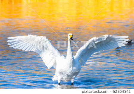 Swan spreading wings 62864541