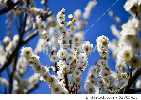 梅花 62865415