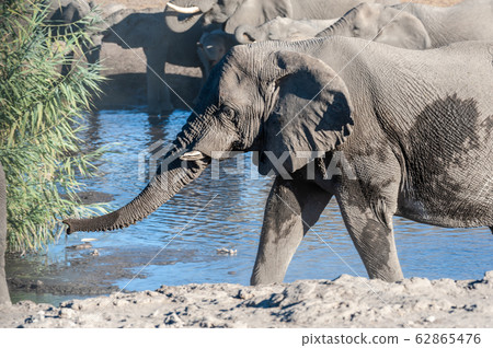 Close up of a Herd of African Elephants Bathing and Drinking in a Waterhole Close up of a Herd of African Elephants Bathing and Drinking in a Waterhole 62865476