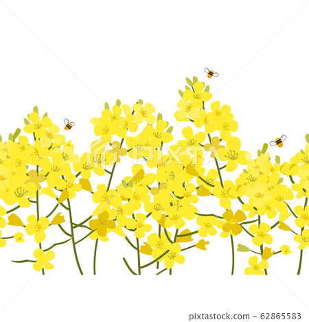Seamless rape seed border, vector flower background. Rapeseed or canola texture for print, spring summer fashion, textile design, fabric, honey shop website, wallpaper 62865583