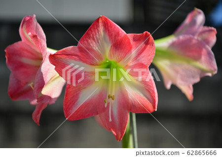 朱頂紅 朱頂紅 62865666