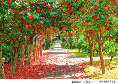 Camellia flower, camellia forest, dongbaekgil, village, rural village, dongbaekdongsan park, namwon Camellia flower, camellia forest, dongbaekgil, village, rural village, dongbaekdongsan park, namwon 62865714