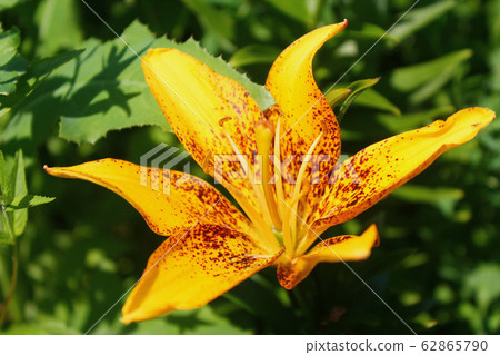 Orange lily flowers against the background of dark green grass.Beautiful abstract pattern with red orange lily . Nature floral background. Beautiful arrangement. Orange lily flowers against the background of dark green grass.Beautiful abstract pattern with red orange lily . Nature floral background. Beautiful arrangement. 62865790