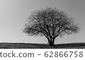 Tree without leaves in the field against the sky 62866758