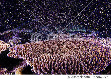 Spawning of coral Spawning of coral 62867076